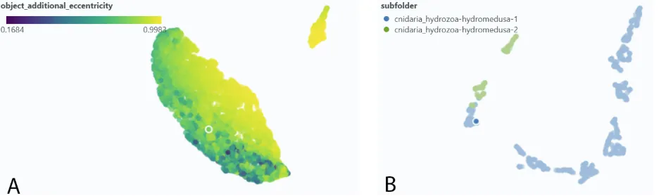UMAP-based intra-class clustering for plankton
